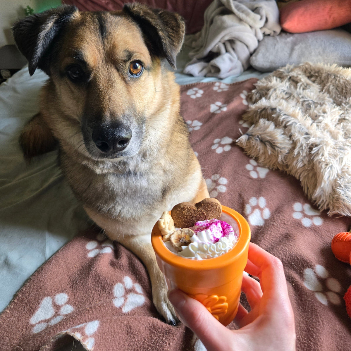 All Things Dogs