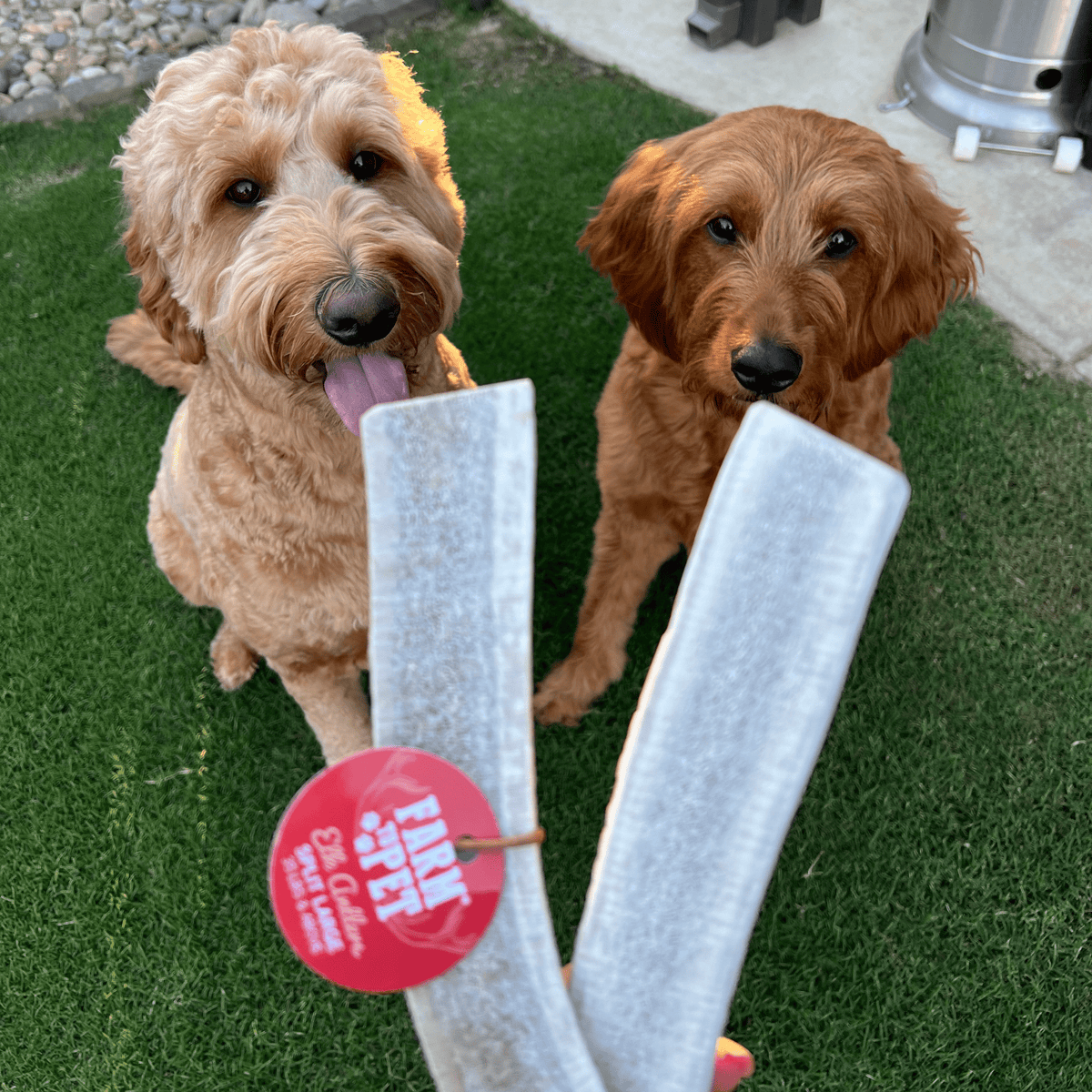 Elk Antler Dog Chews | All-Natural Whole and Split Elk Antler Chews for Dogs