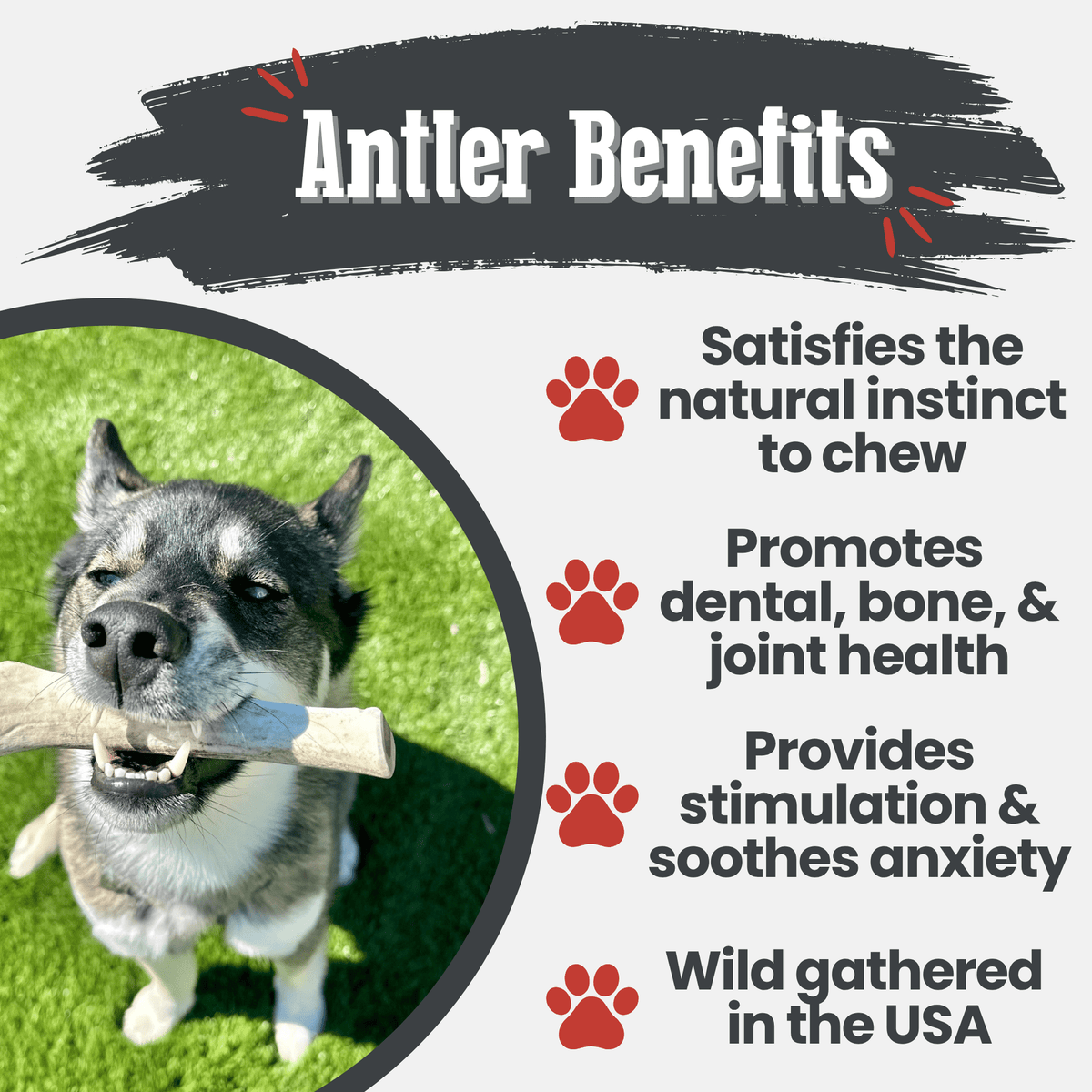 Reindeer Antler Dog Chews | Organic Chews for Dogs