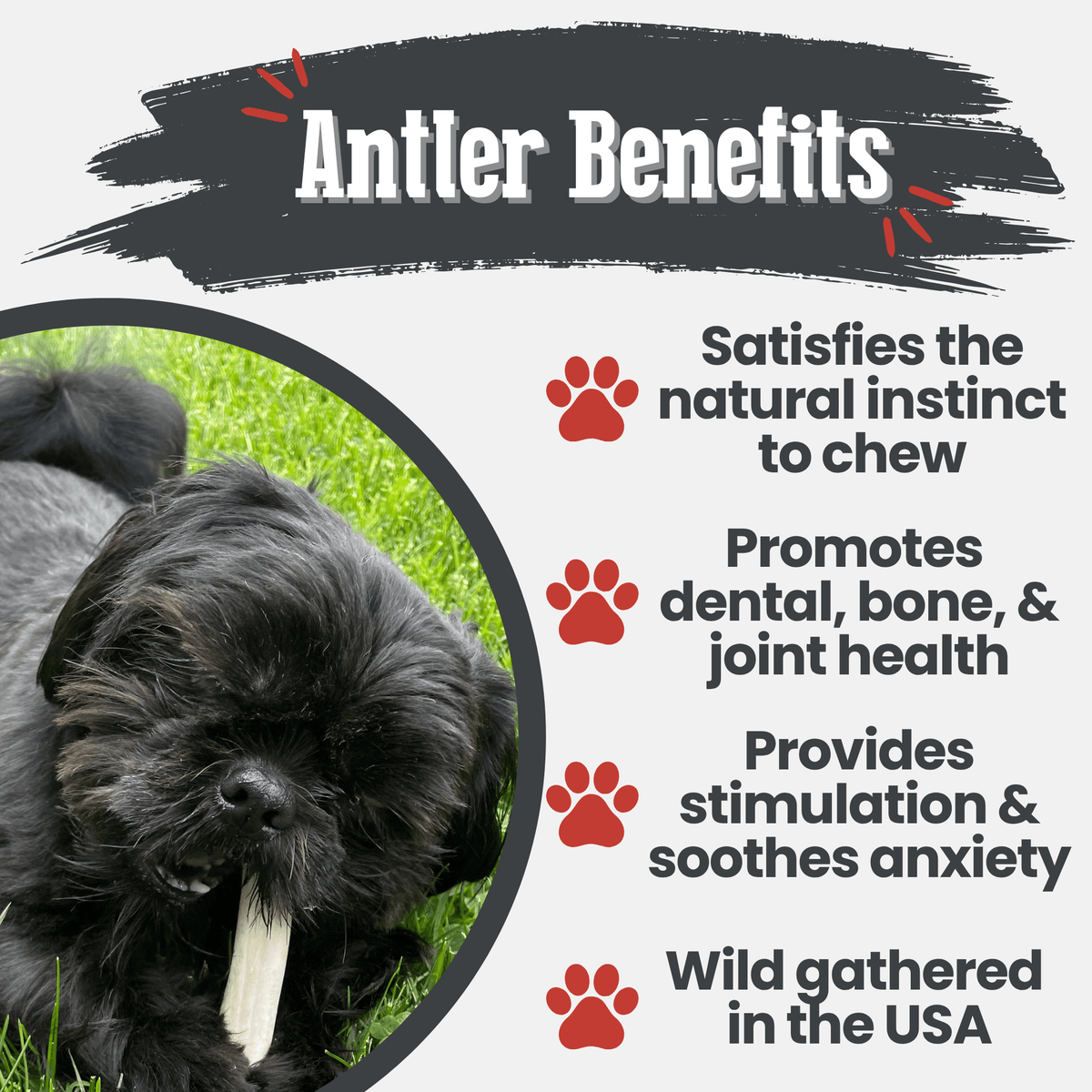 Reindeer Antler Dog Chews | Organic Chews for Dogs