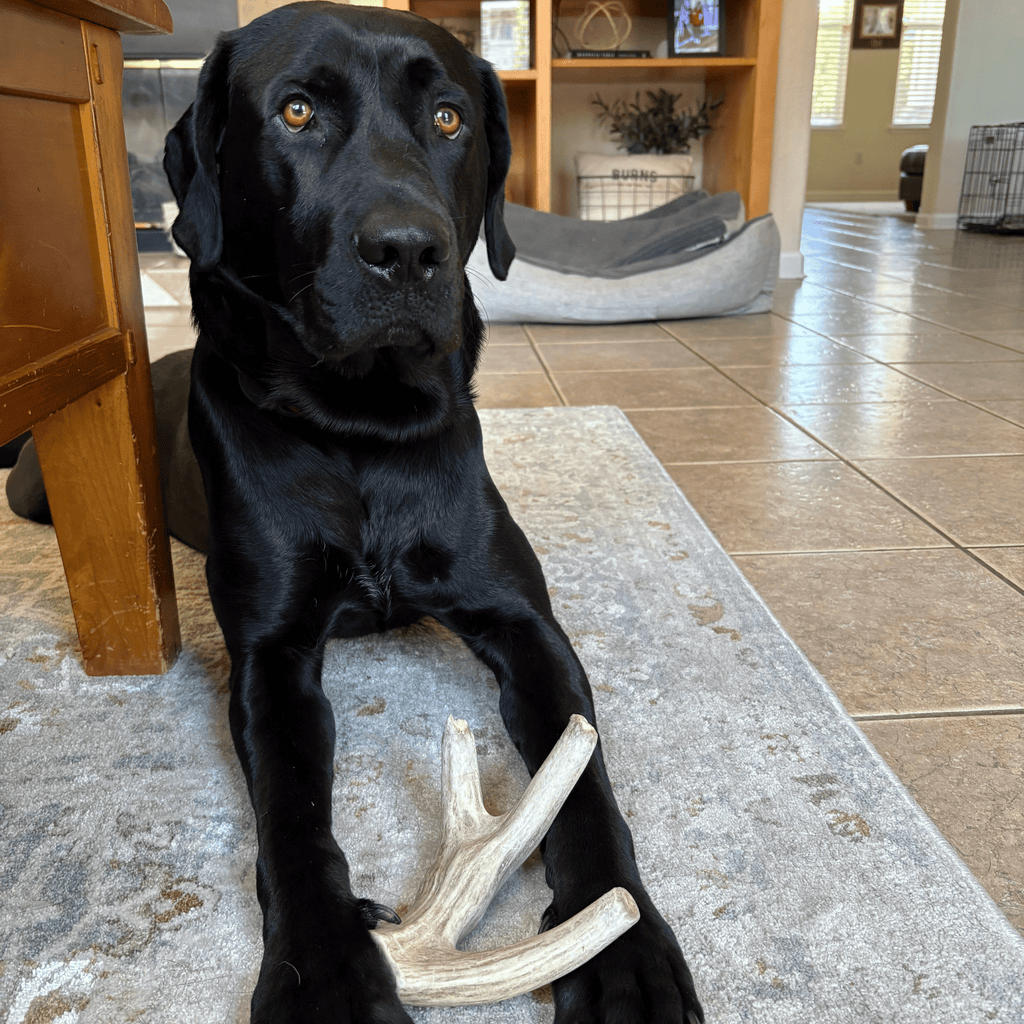 Deer Antler Dog Chews | Organic Chews for Dogs