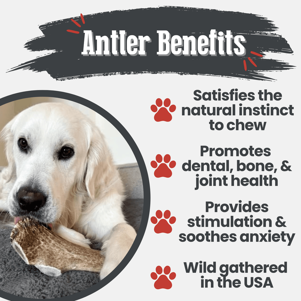 Elk Antler Dog Chews | All-Natural Whole and Split Elk Antler Chews for Dogs