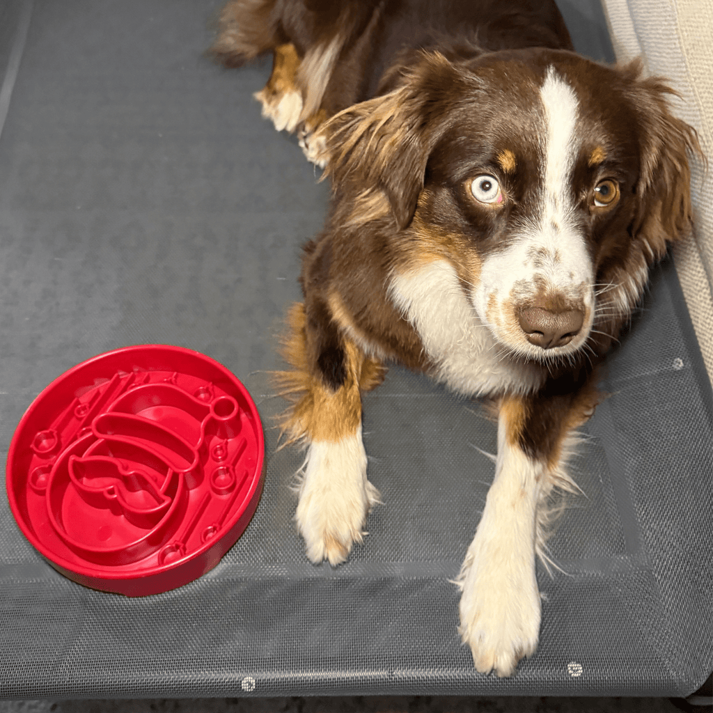 Slow Feeder Dog Bowls