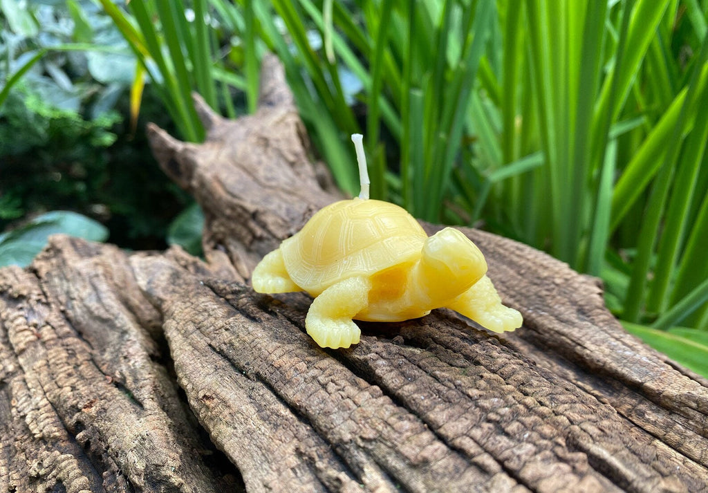 Tortoise Beeswax Candle